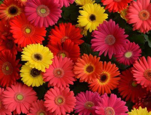 Flores e Sabores deixa cidade de Penafiel mais colorida