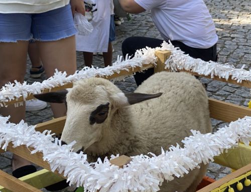 Corpo de Deus arrancou em Penafiel com o desfile do Carneirinho