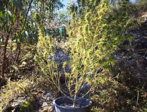 Planta de canábis apreendida em Penafiel